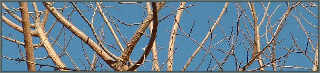 BareTreeBranches1