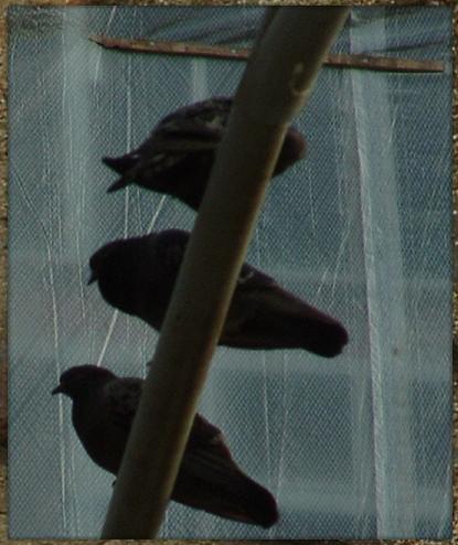 DSCF0093a