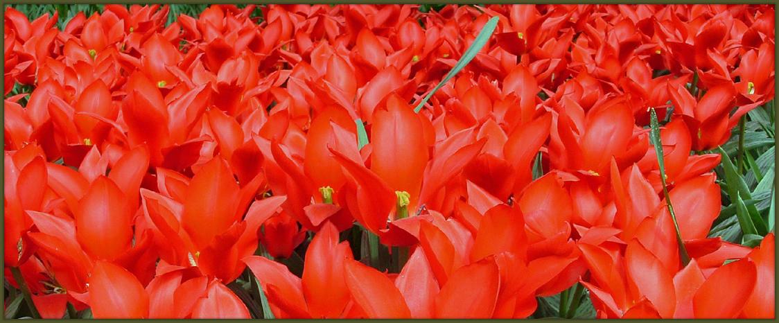 FieldofRedTulips