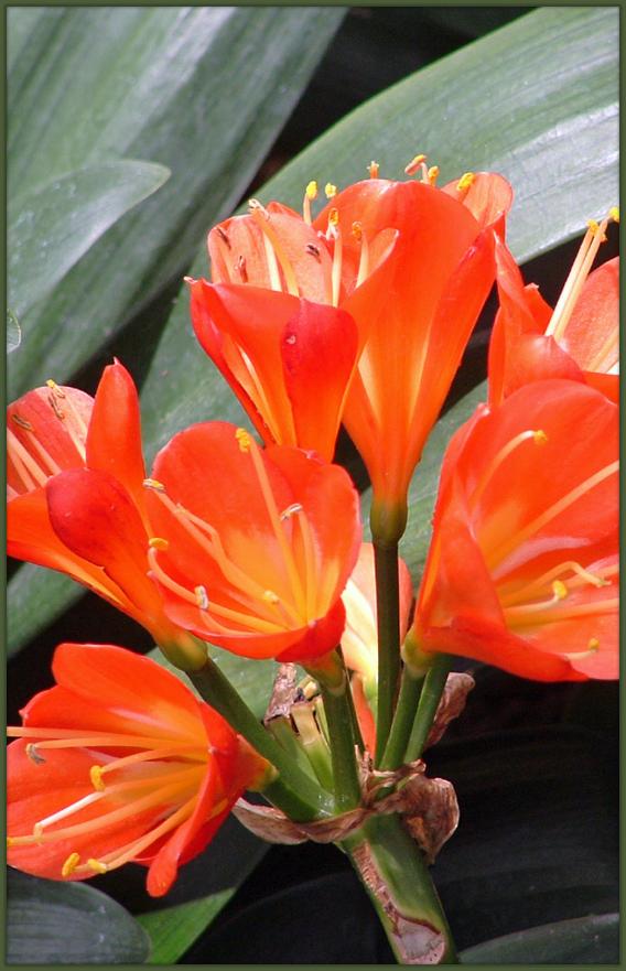 OrangeTropicalFlowers