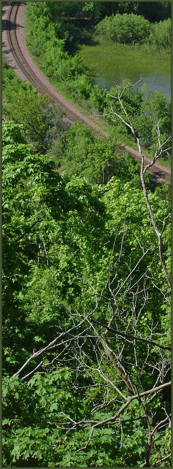 TrainTracksandForest